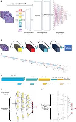 Fusing hand-crafted and deep-learning features in a convolutional neural network model to identify prostate cancer in pathology images